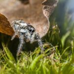 A jumping spider on a leaf in the grass