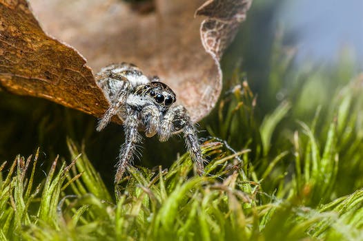 A jumping spider on a leaf in the grass