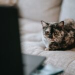 Cute curious cat watching video on laptop sitting on couch