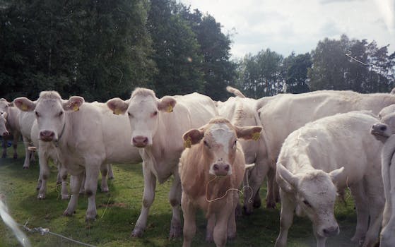 Herd of domestic cows standing on grassy meadow in countryside area with trees