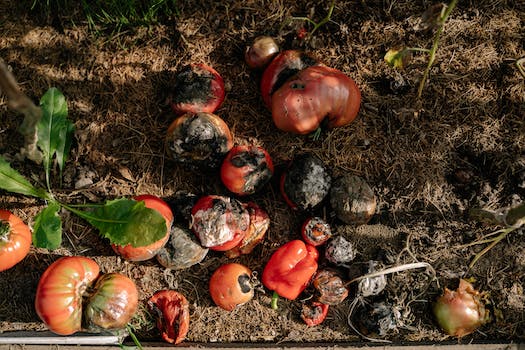 Photo of Rotten Vegetables